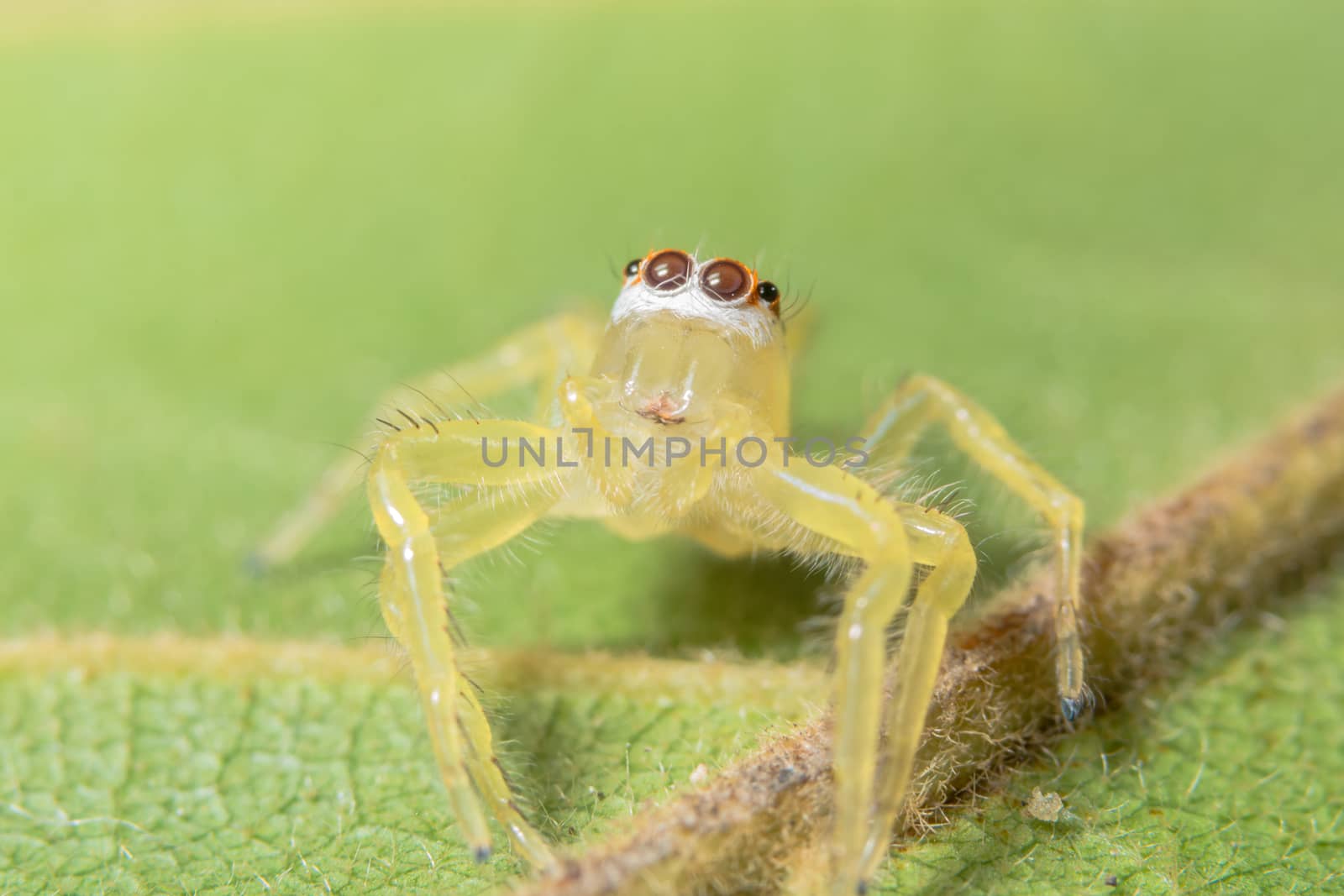 Close-up of yellow spider on green leaf