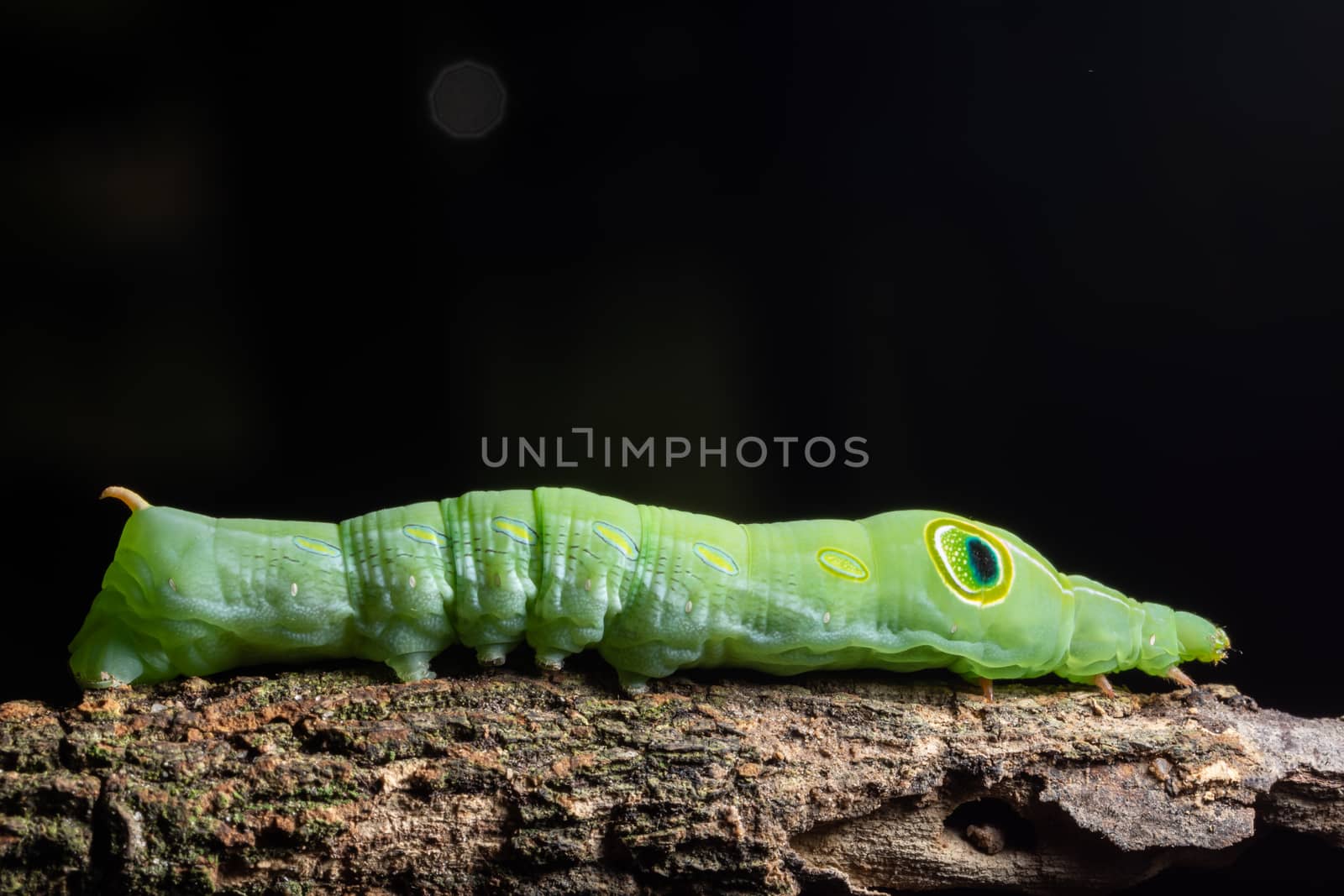 Macro green worm on a branch