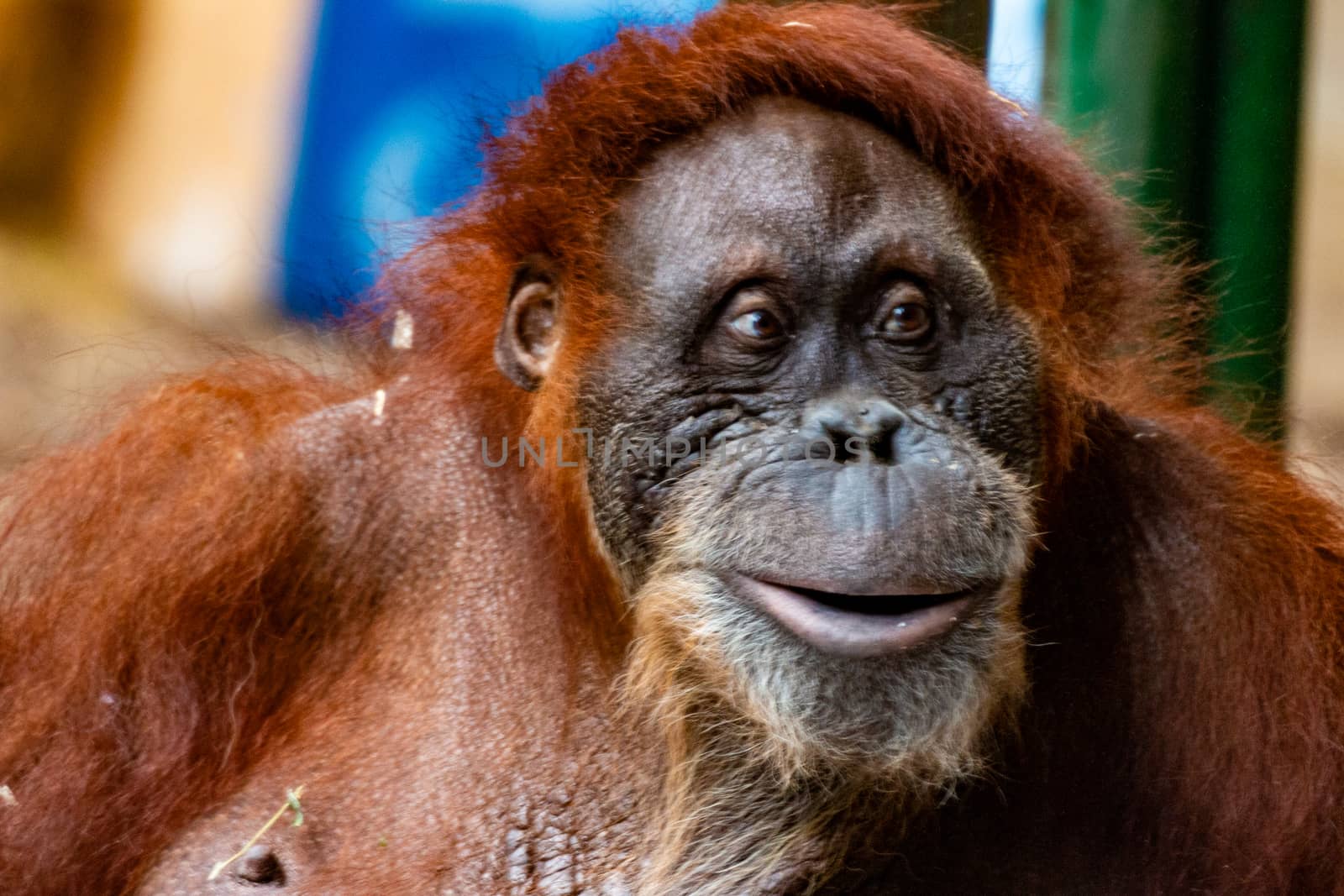 Orangutan. Close-up of female orangutan. Endangered due to habitat loss from Palm Oil plantations. by mynewturtle1