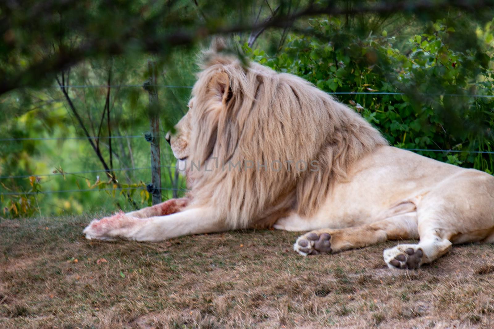 White Lion Resting Panthera Leo Krugeri. Resting on Grass. by mynewturtle1