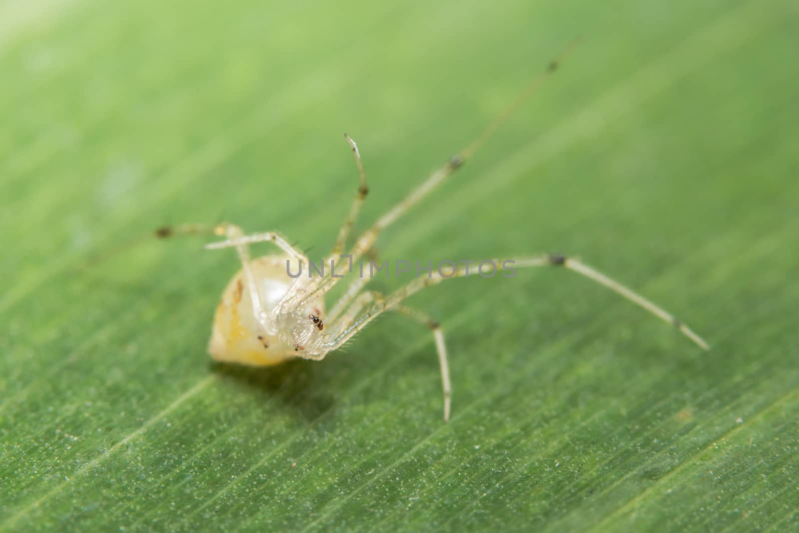 Close-up of yellow spider on green leaf by Aukid
