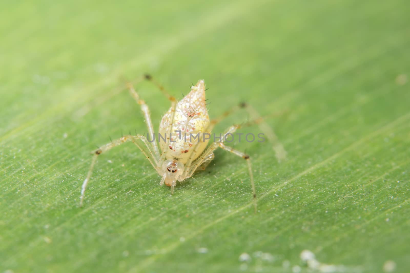 Close-up of yellow spider on green leaf