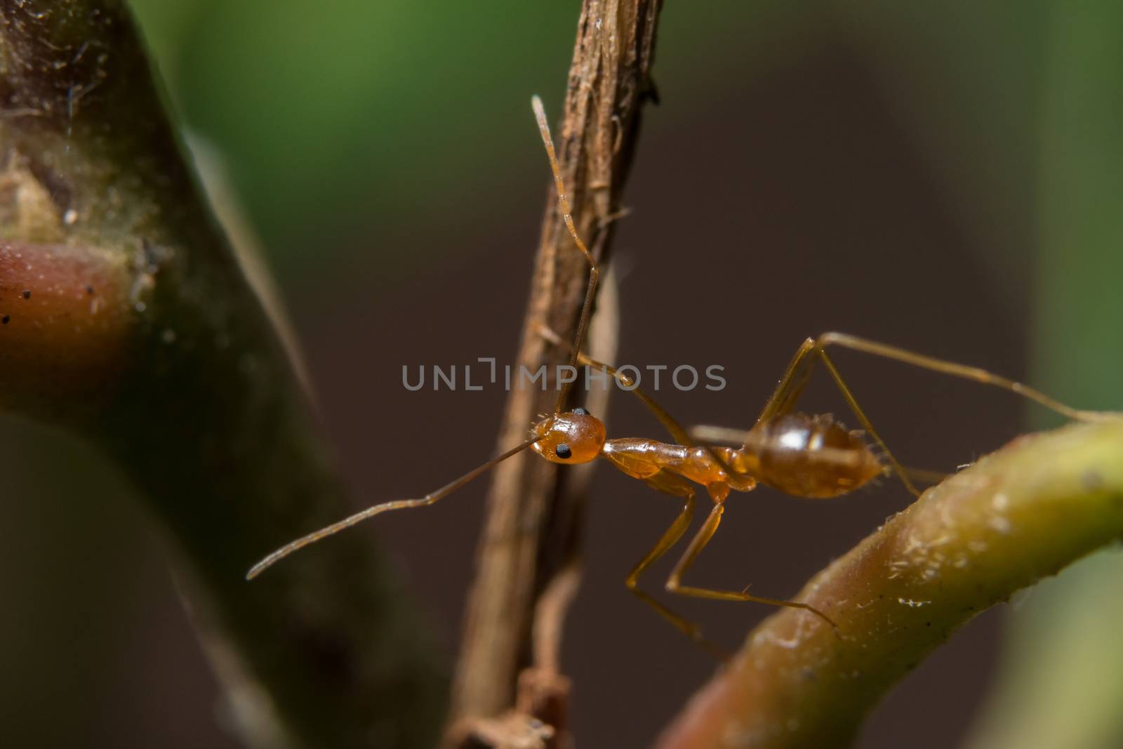 Macro ant on leaf