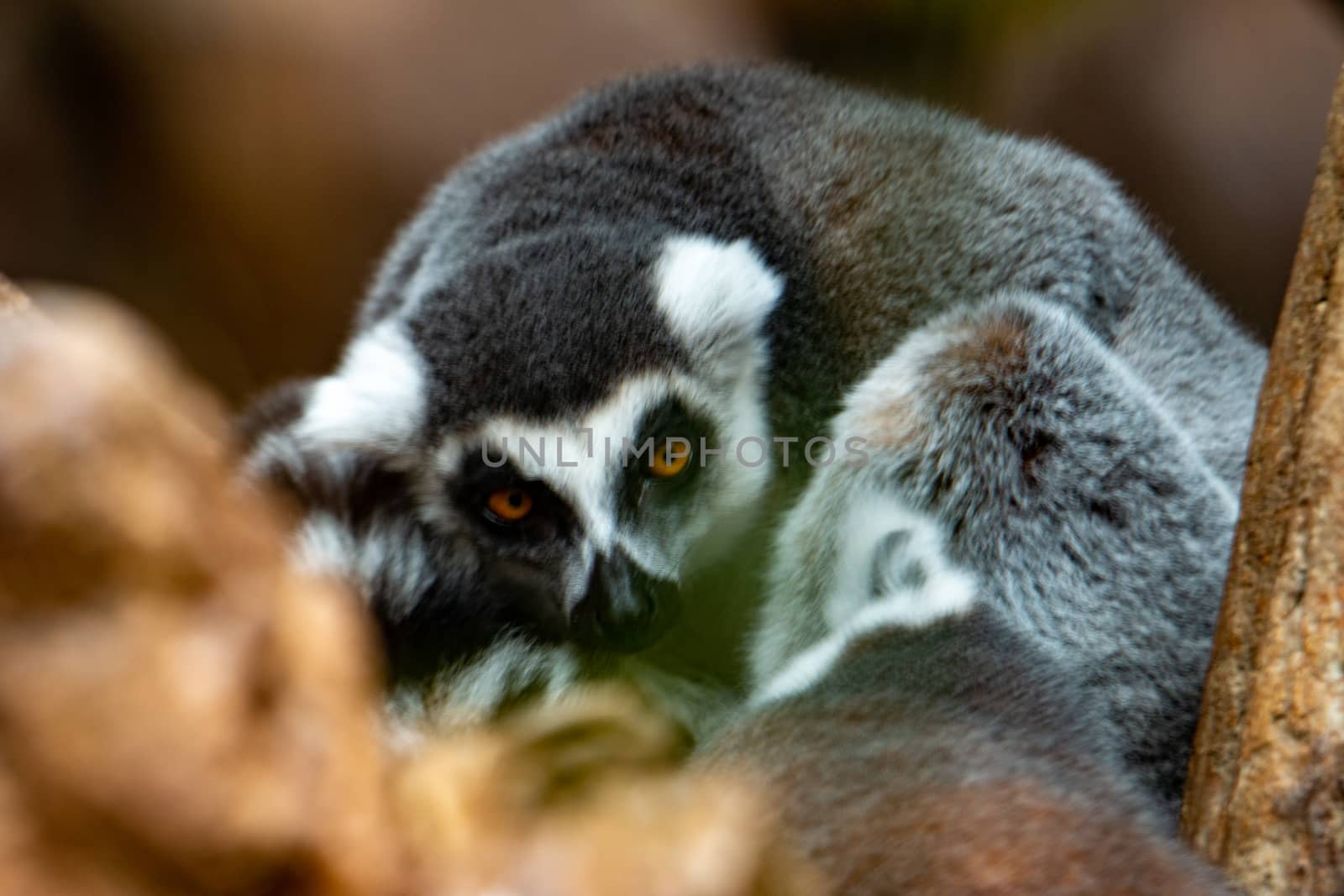 Ring-tailed lemurs (Lemur catta) huddle together on a cold autumn morning to stay warm by mynewturtle1