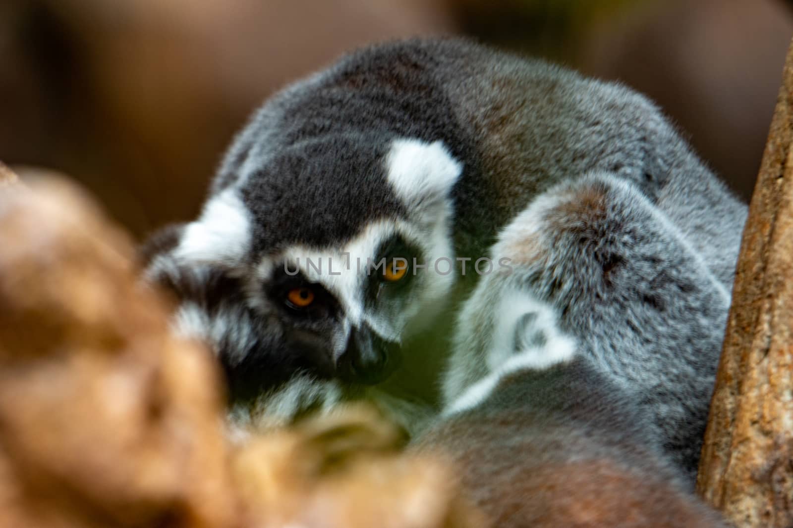 Ring-tailed lemurs (Lemur catta) huddle together on a cold autumn morning to stay warm.