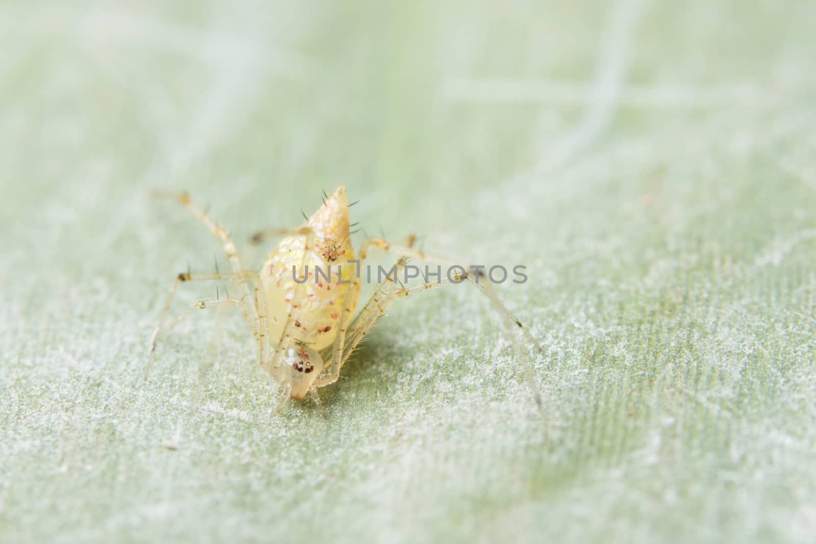 Close-up of yellow spider on green leaf