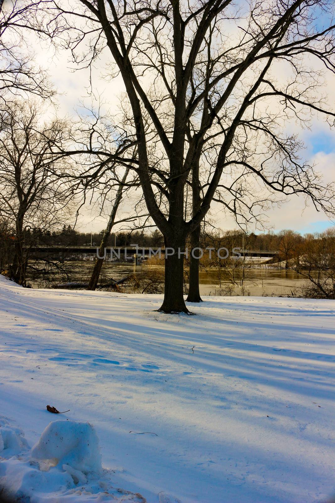 Snowy winter in the Park. Trees covered with white fluffy snow. Winter landscape. Celebration of New year and Christmas. Snowy winter in the Park. Trees covered.