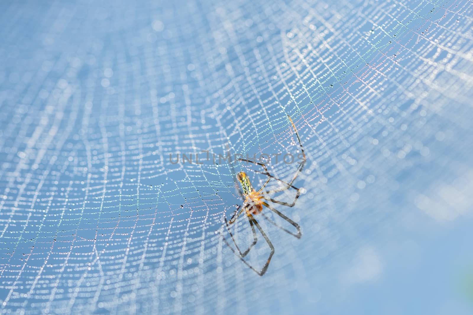 Take a close-up spider on a spider web