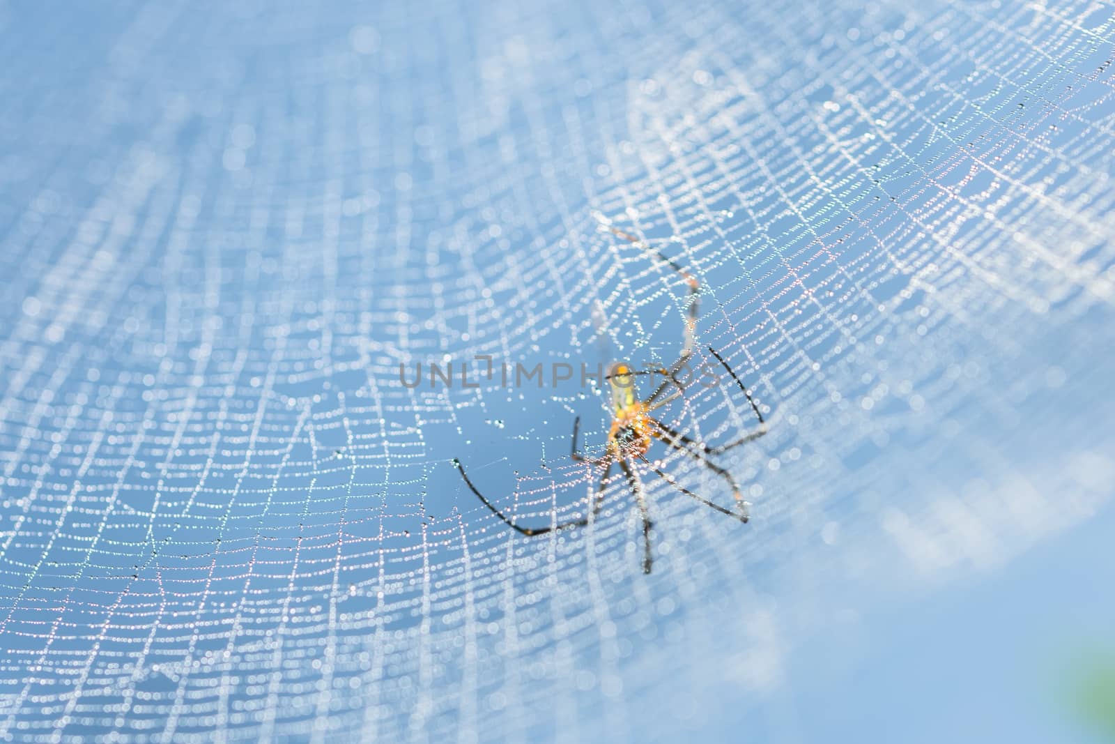 Macro spider on spider web