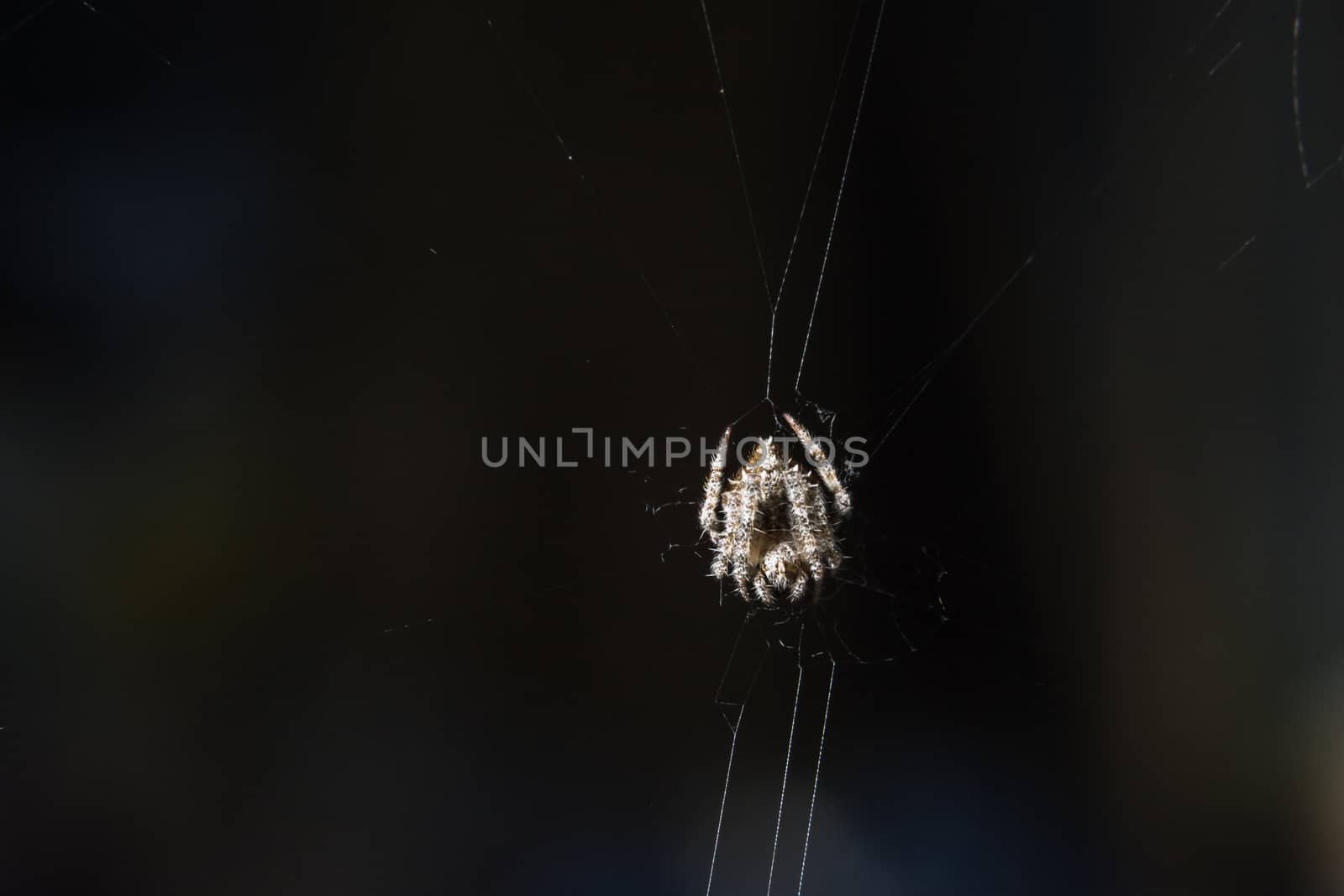 Take a close-up spider on a spider web
