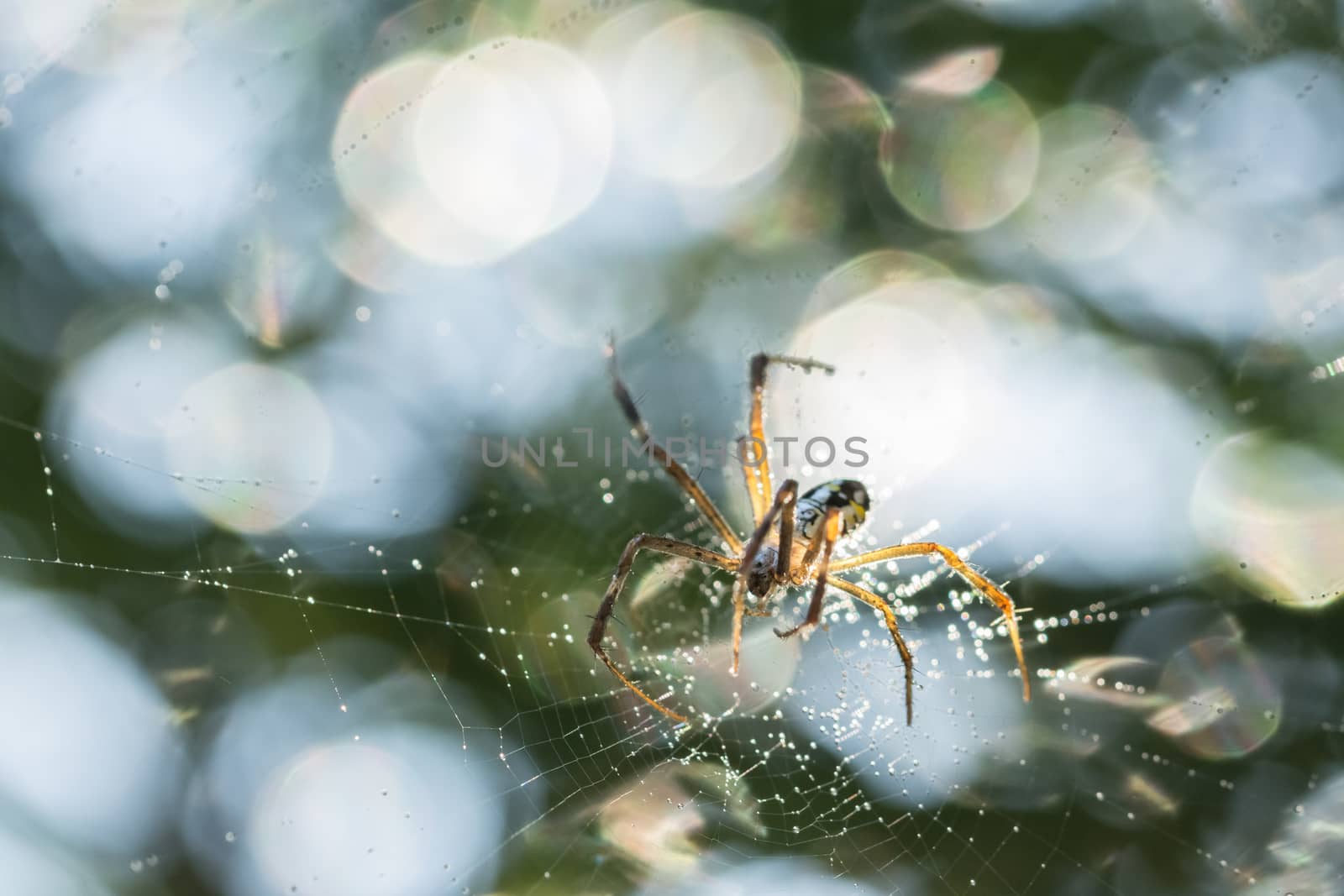 Take a close-up spider on a spider web