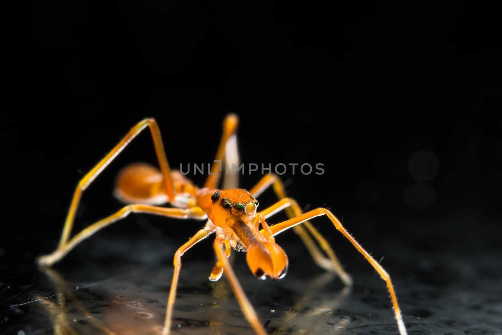 Take a close-up spider