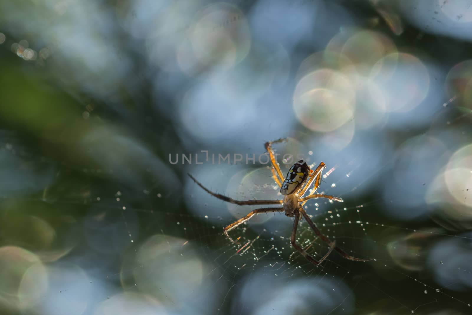 Take a close-up spider on a spider web
