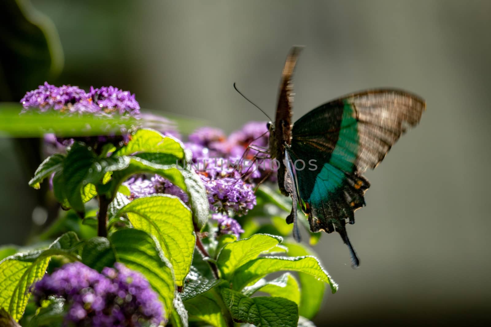 Close up of beautiful butterfly landing on spring flower. Selective focus
