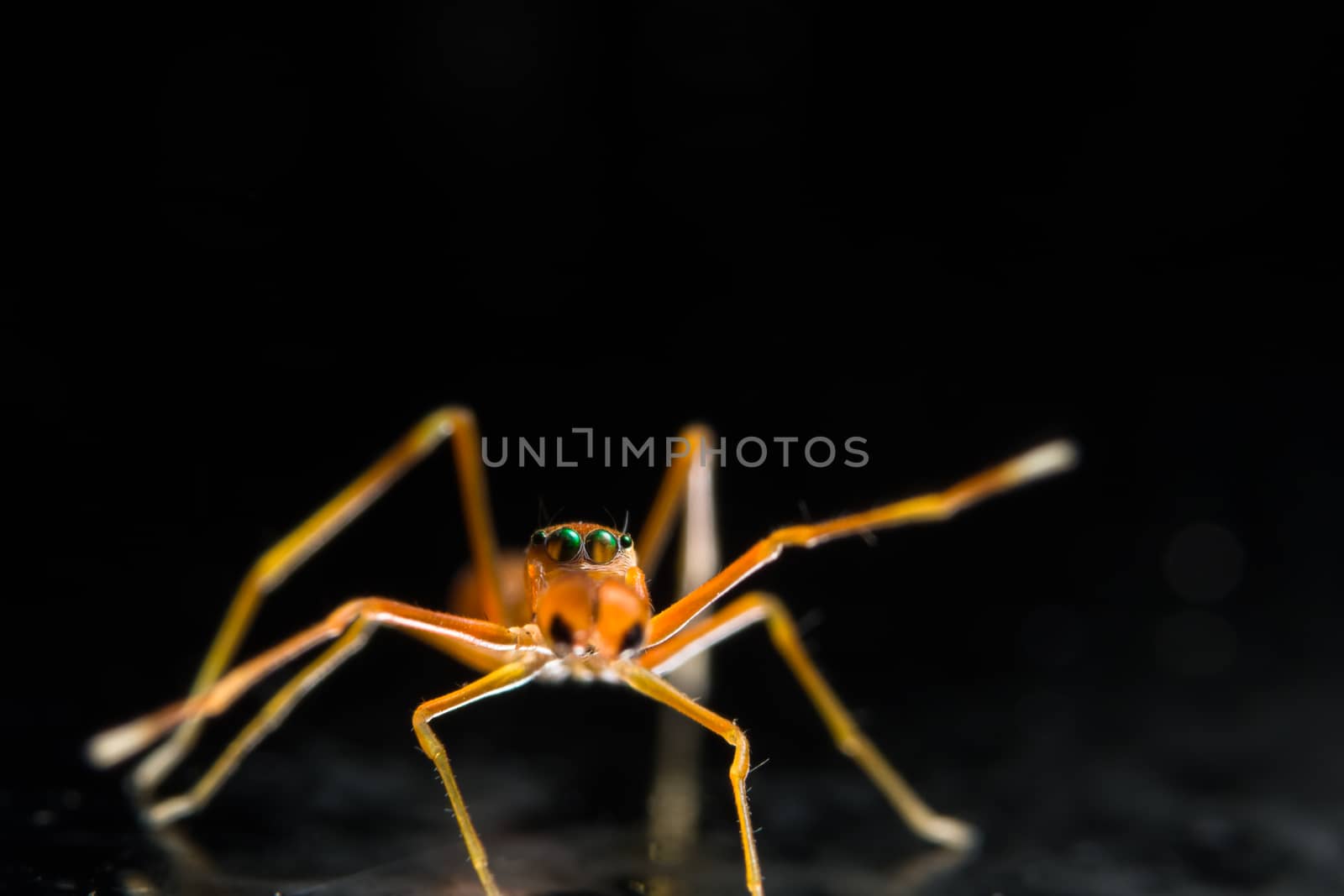Take a close-up spider on a spider web