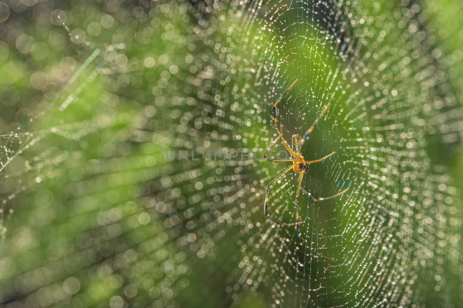 Take a close-up spider on a spider web