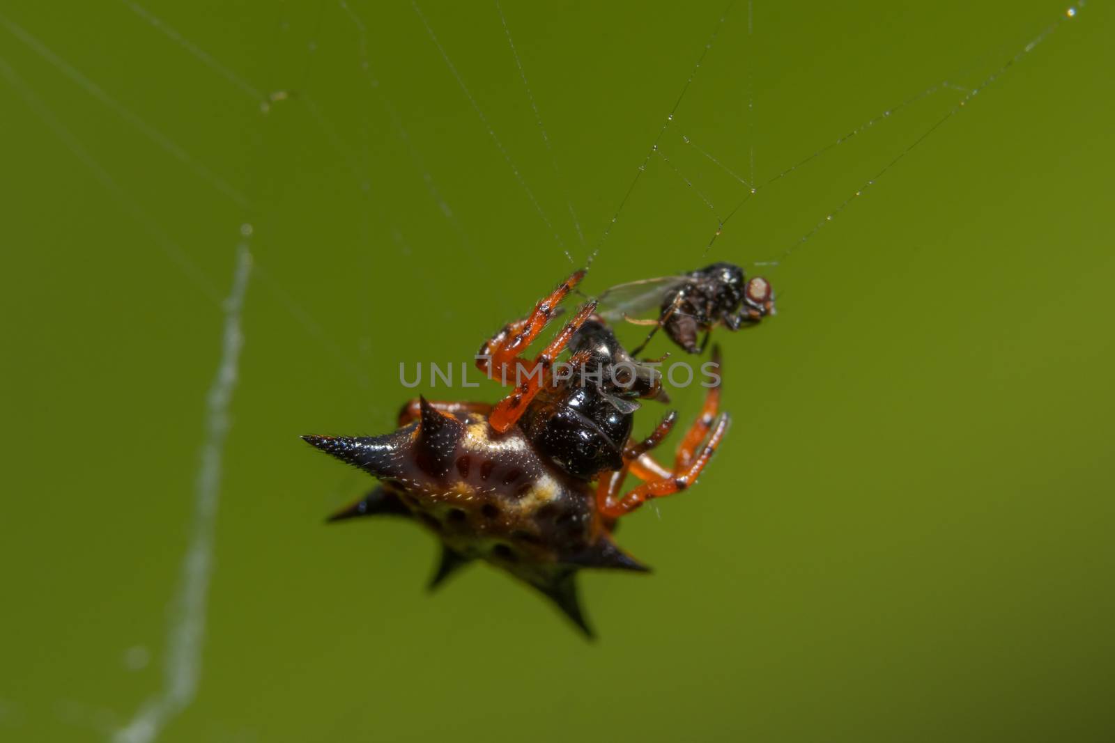 Macro spider orange