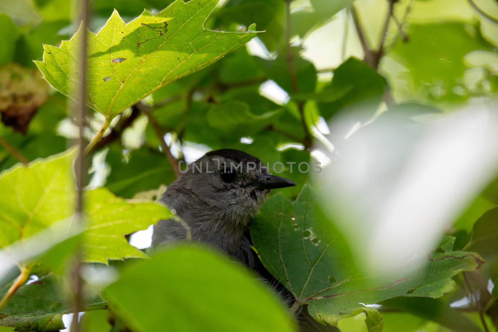 Gray Catbird (Dumetella Carolinensis), in a bush in Canada