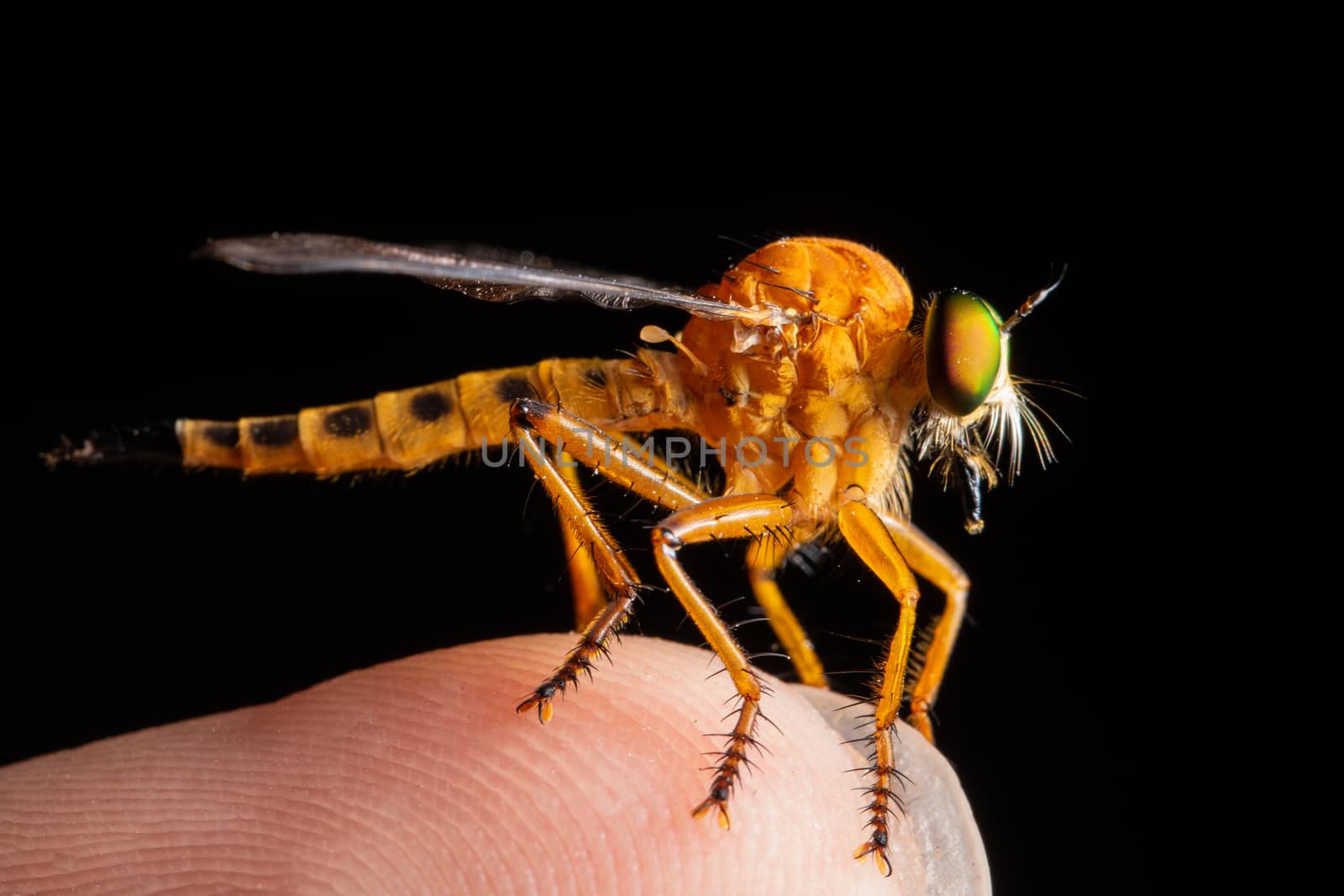 Robber fly macro
