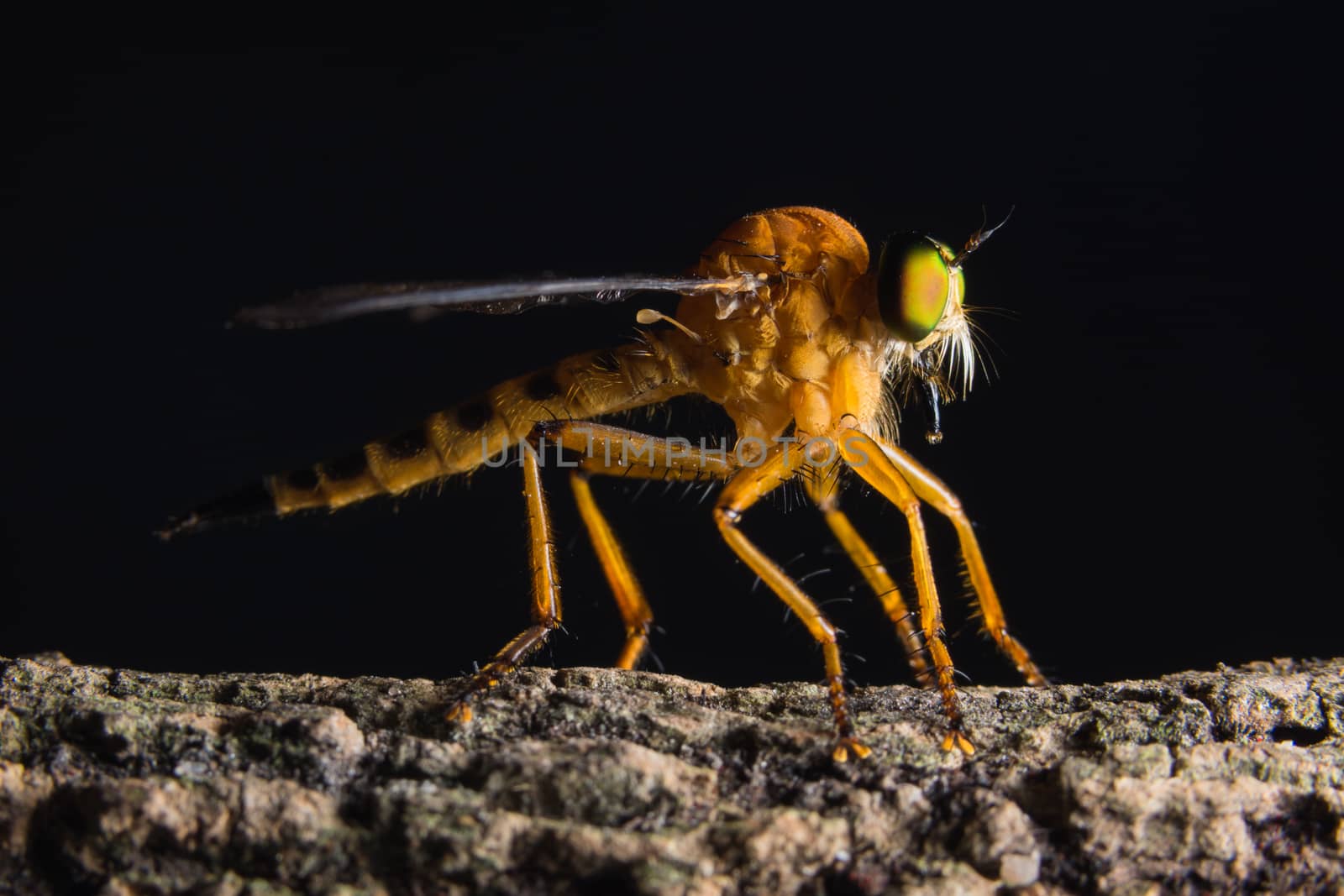 Robber fly macro