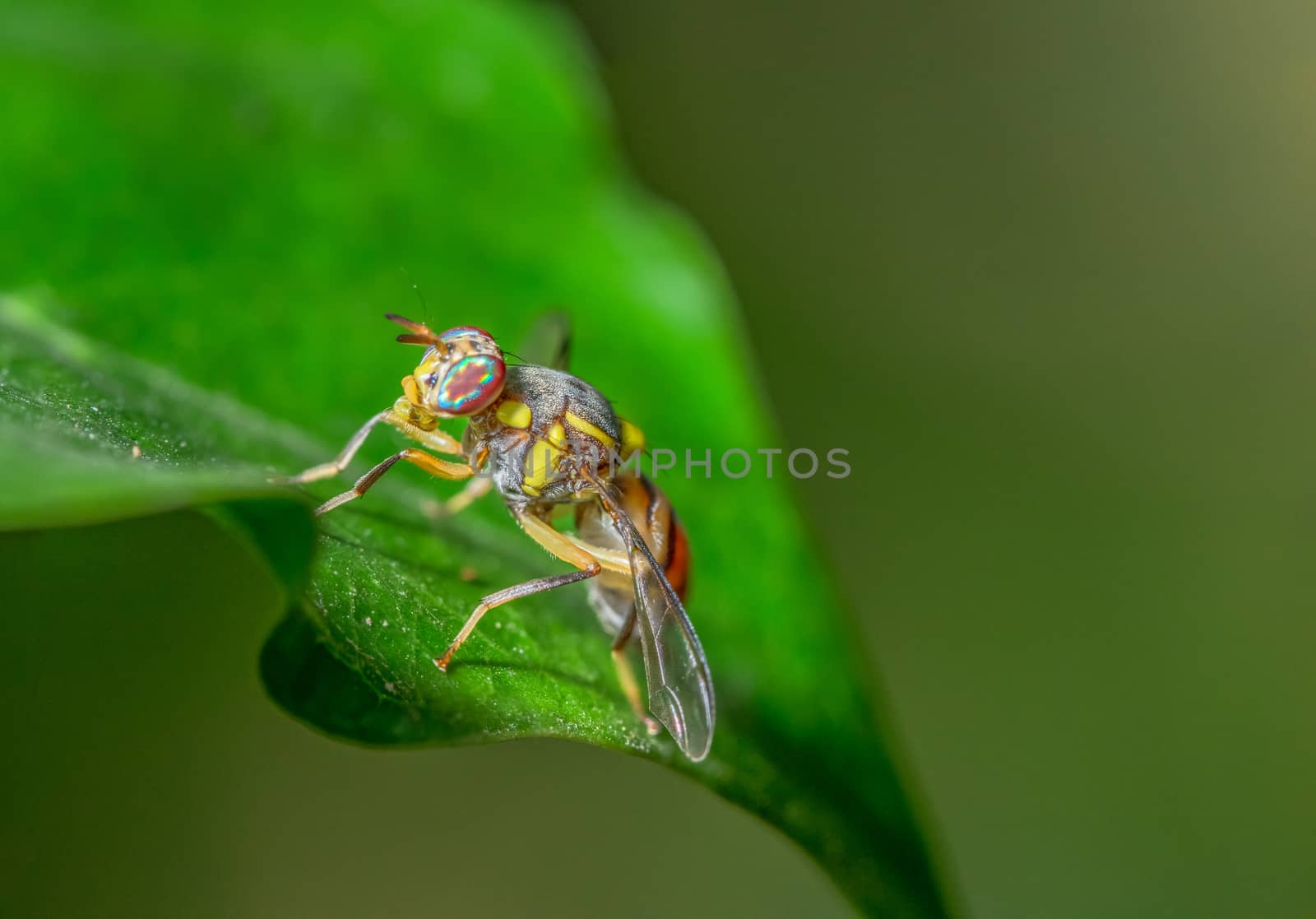 Macro Fruit flies