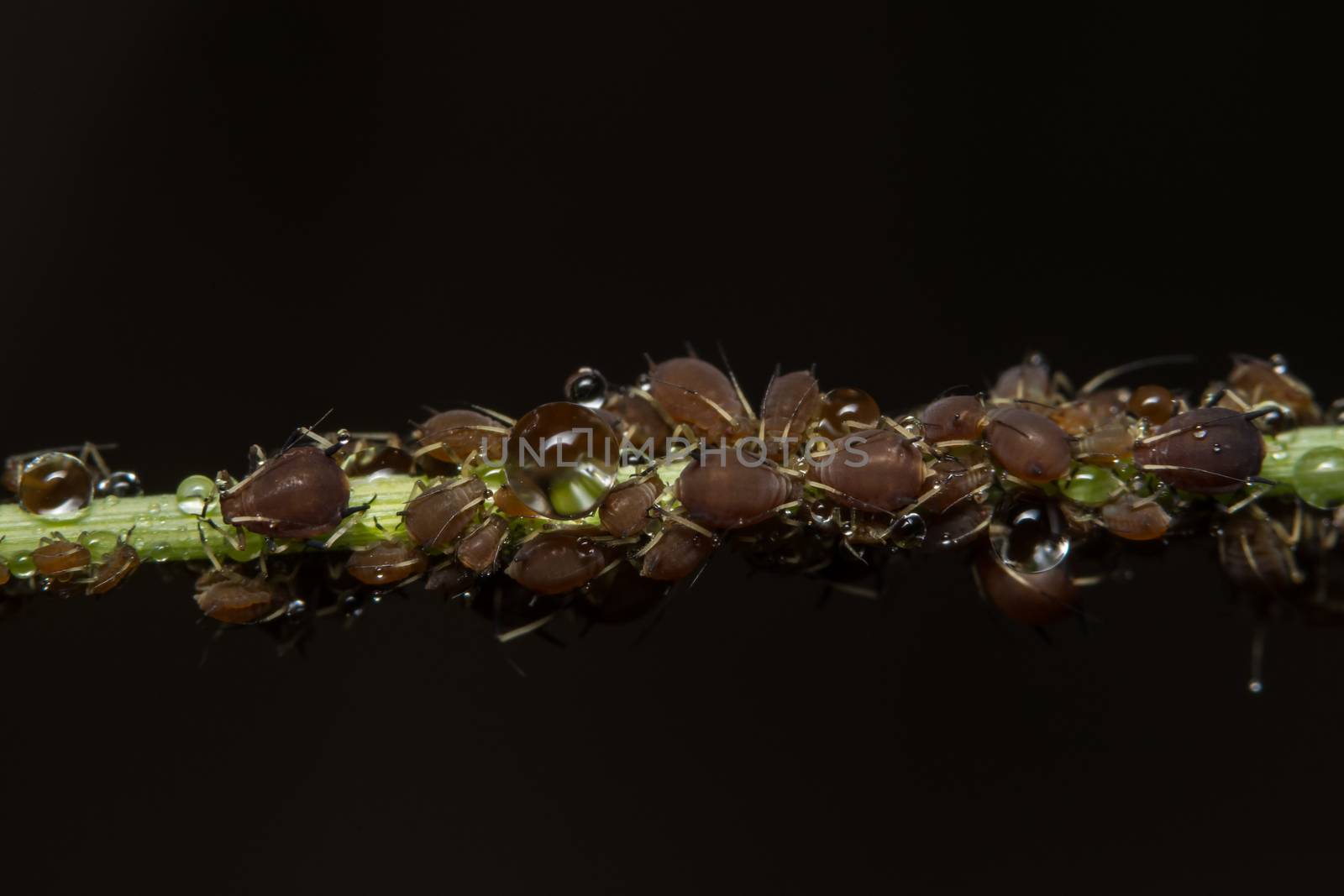 Macro Pea aphids (Scientific name: Aphis craccivora Koch.)
