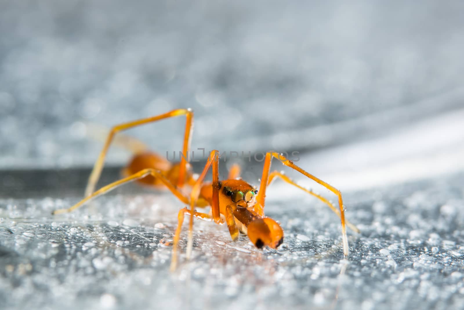 Take a close-up spider