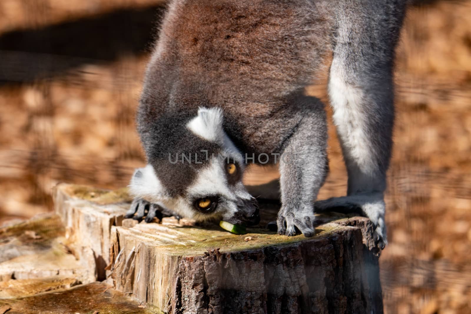 Ring tail Lemur - part of the prosimian family by mynewturtle1