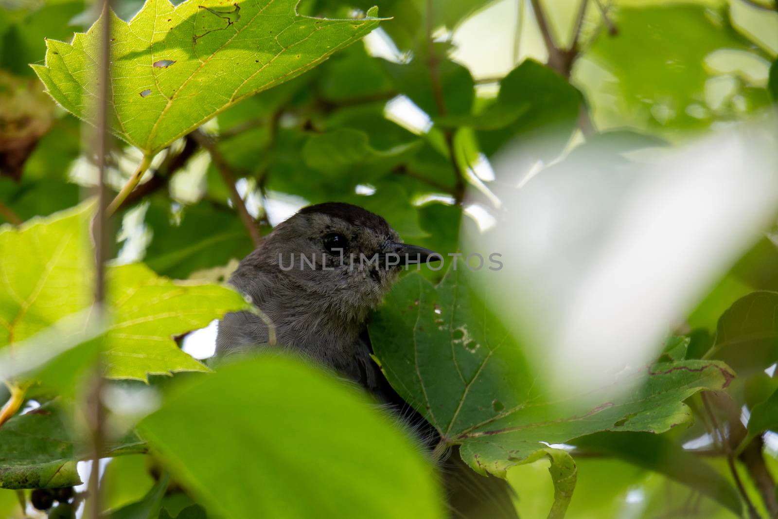 Gray Catbird (Dumetella Carolinensis), in a bush in Canada