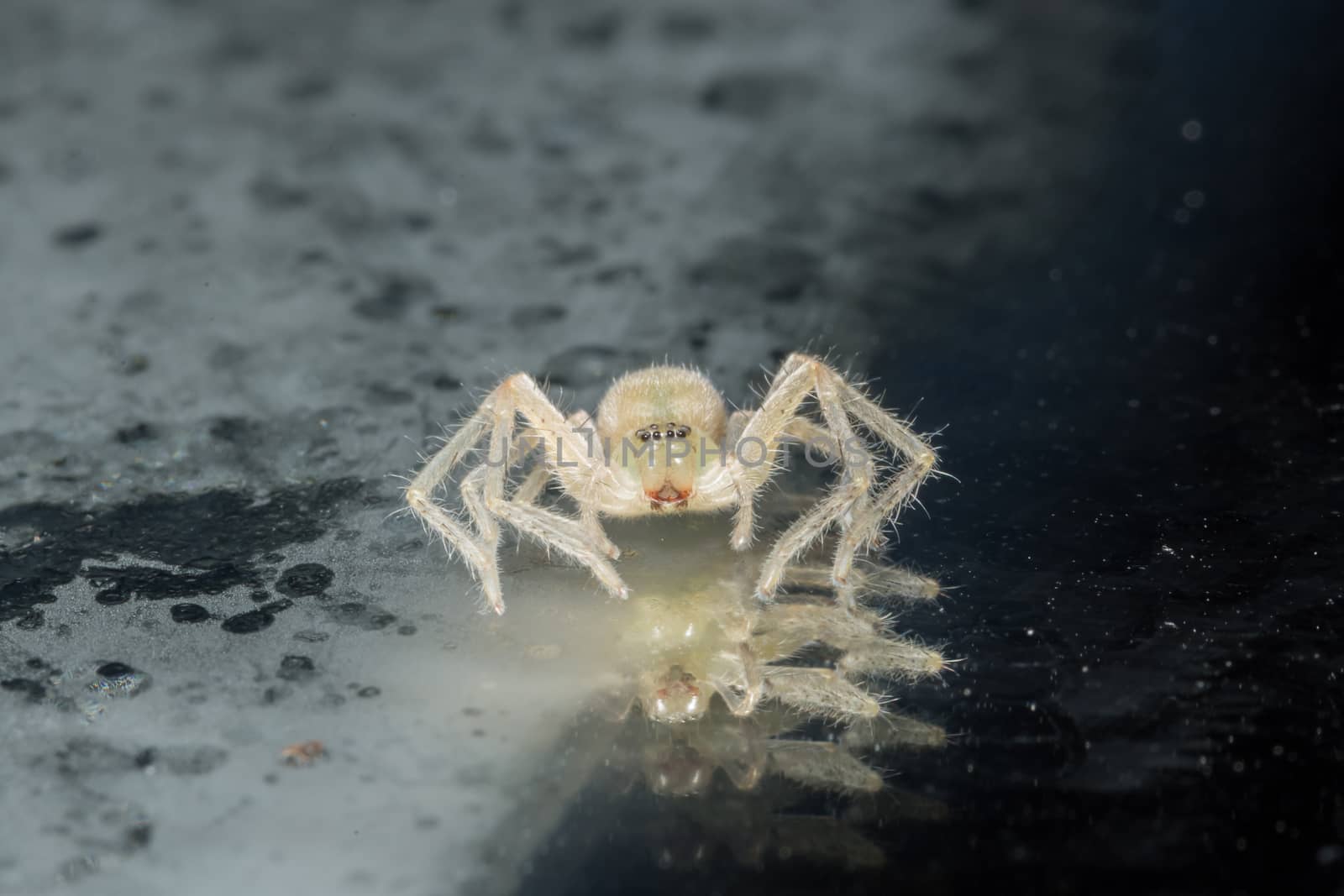 Take a close-up spider