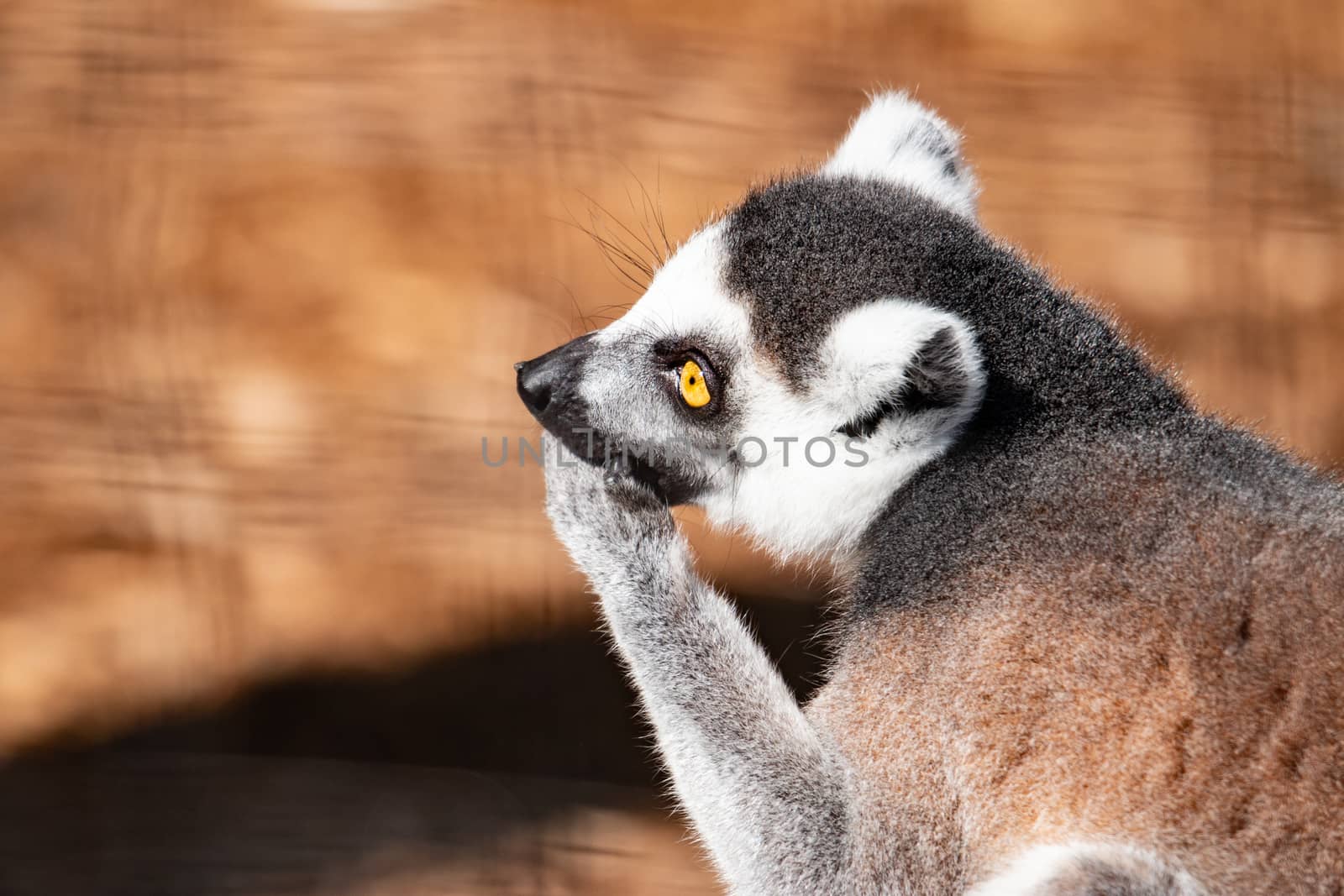 Ring tail lemur. This is a side view of a ring tail lemur on a tree by mynewturtle1