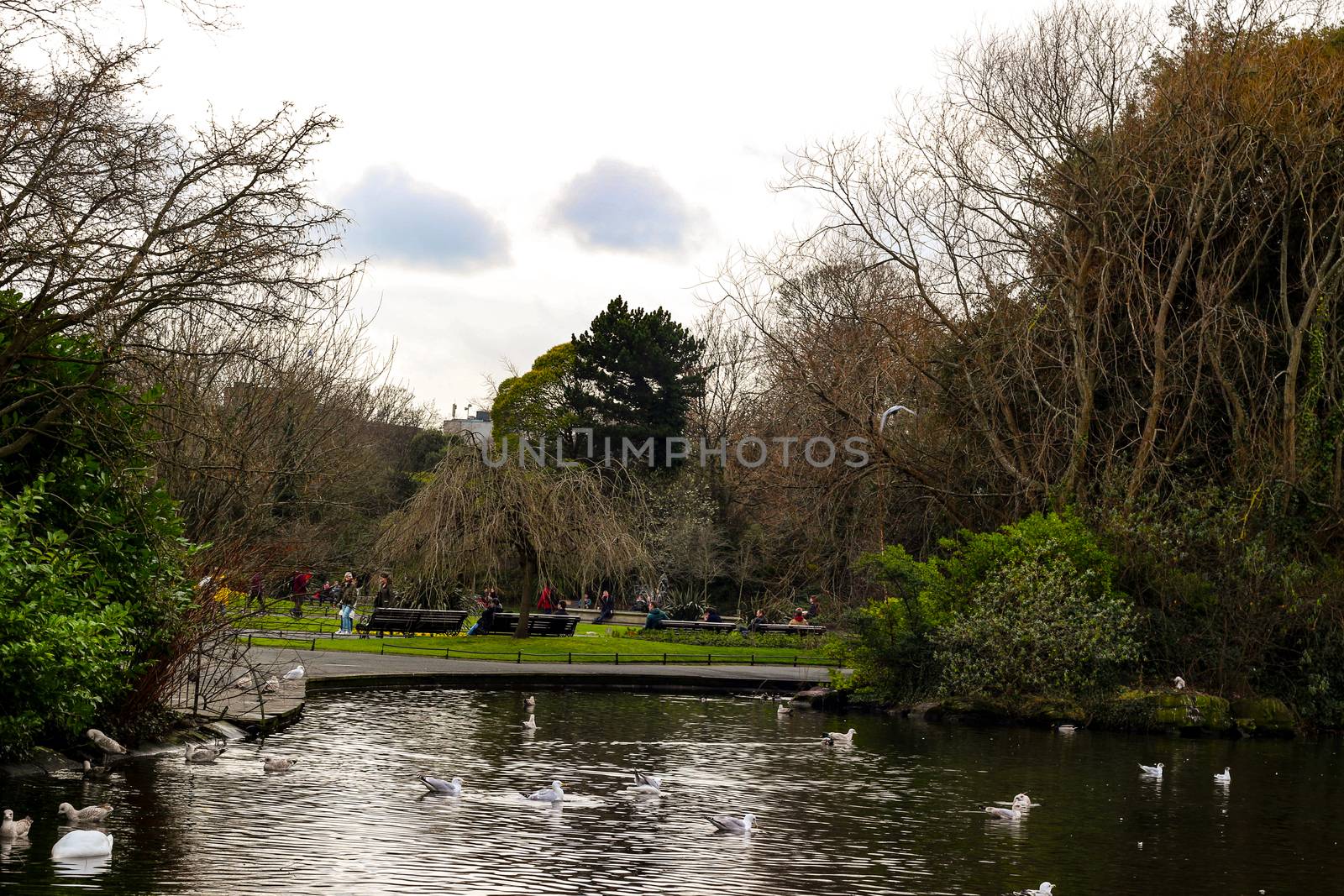 A park in dublin ireland that has lots of gulls on it by mynewturtle1