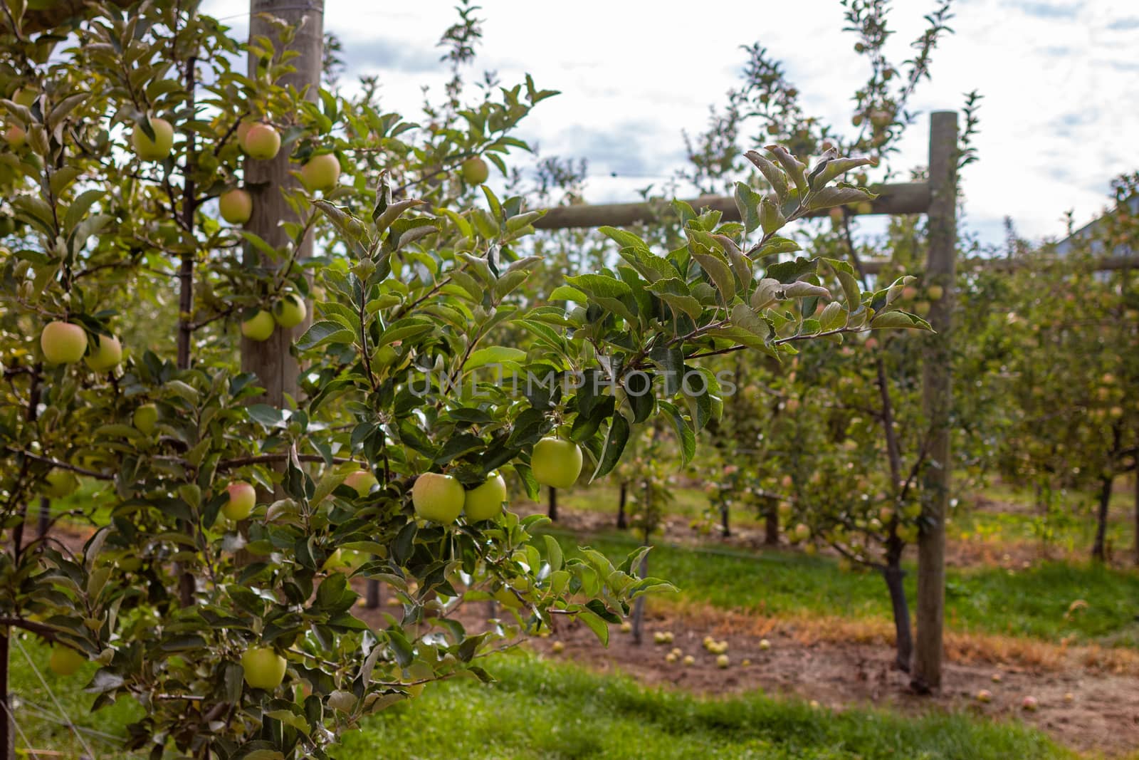 Apple orchard in summer. With selective focus on one piece of fruit with boken background. In the countryside of Quebec Province, Canada.