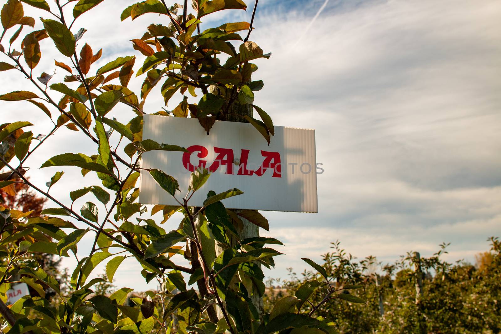 Apple Orchard. Gala apples growing on an orchard by mynewturtle1