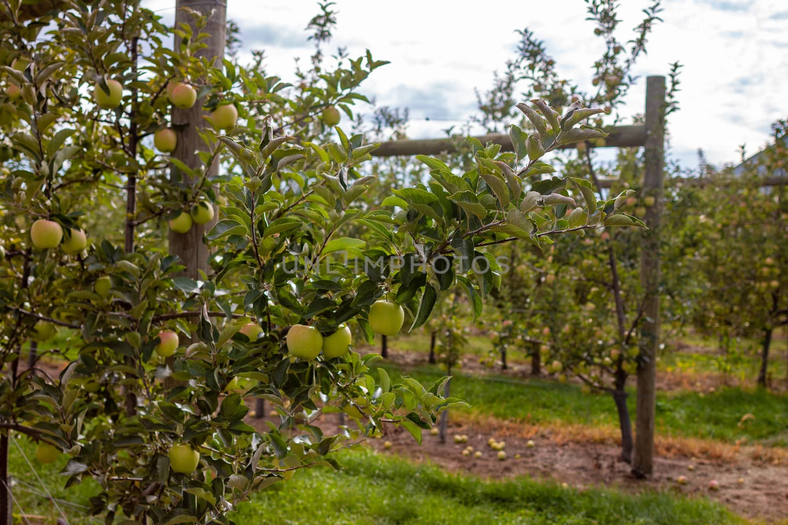 Apple orchard in summer. With selective focus on one piece of fruit with boken background. In the countryside of Quebec Province, Canada.