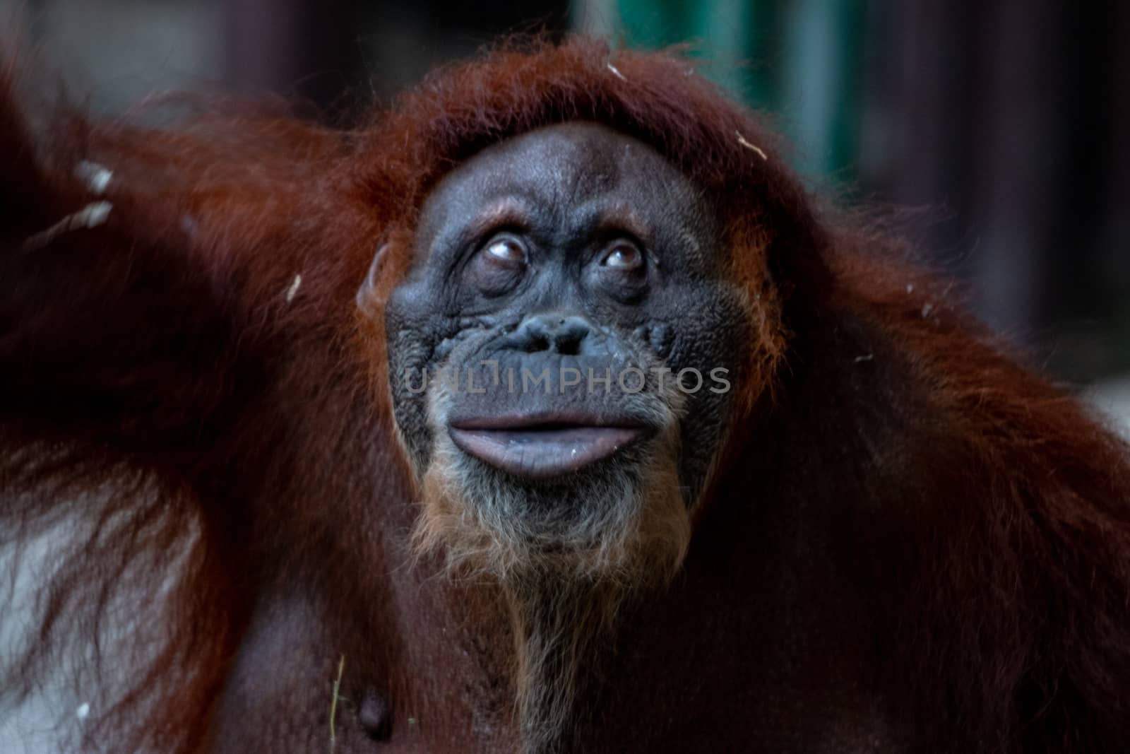Beautiful female orangutan ( Bornean orangutan ) from the family Pongo by mynewturtle1