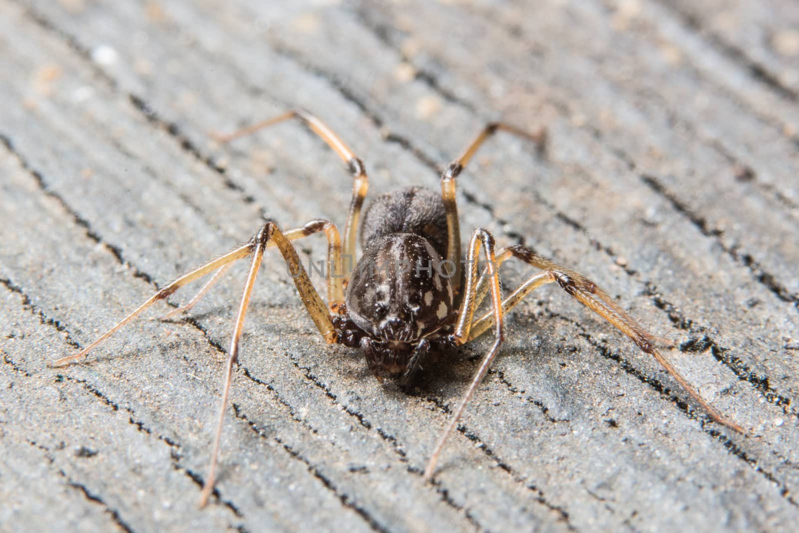 Take a close-up spider
