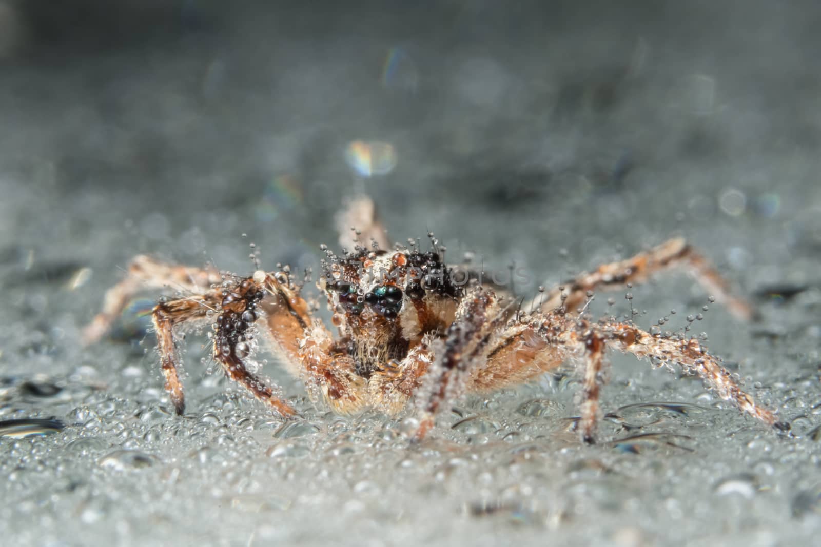 Take a close-up spider