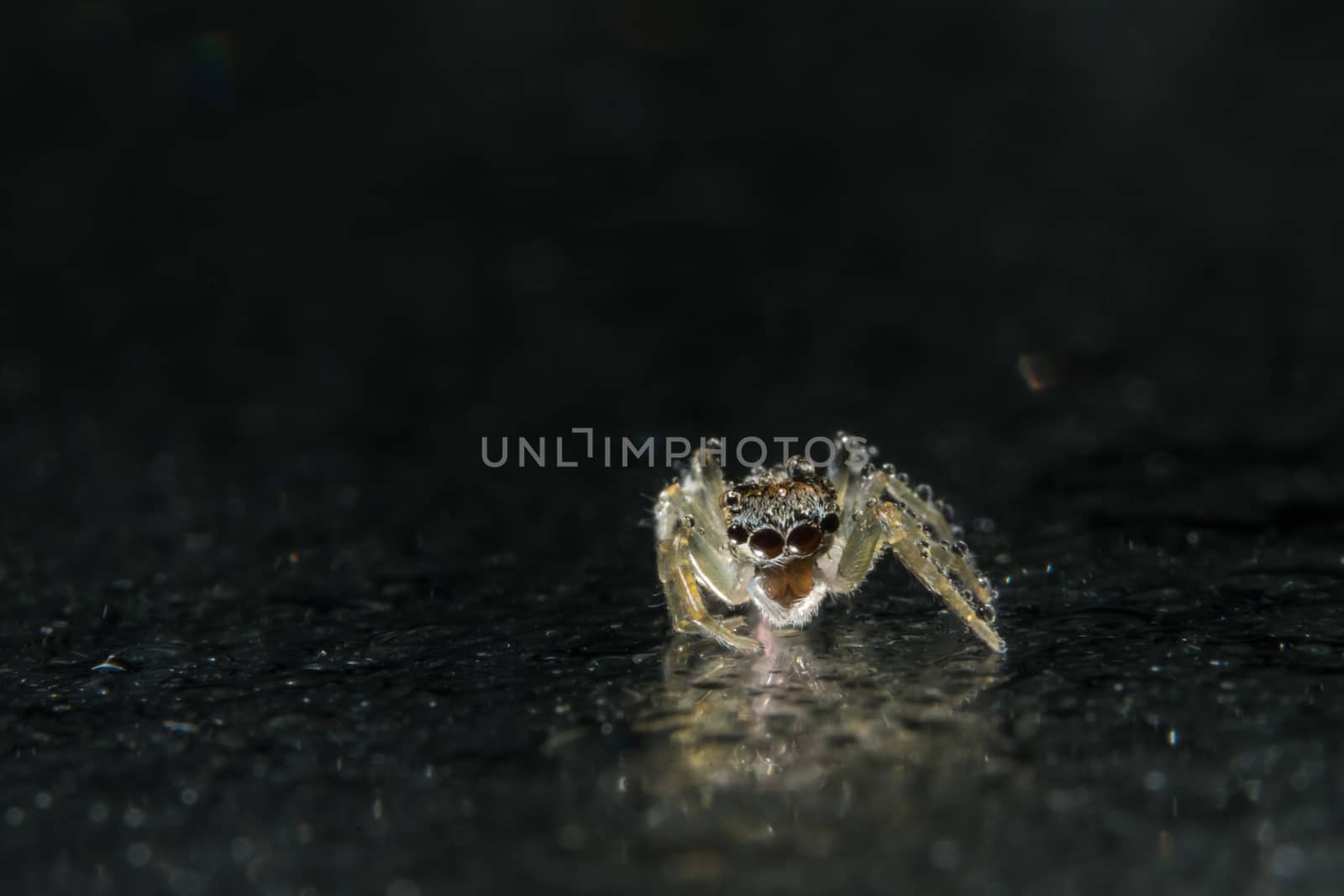 Take a close-up spider