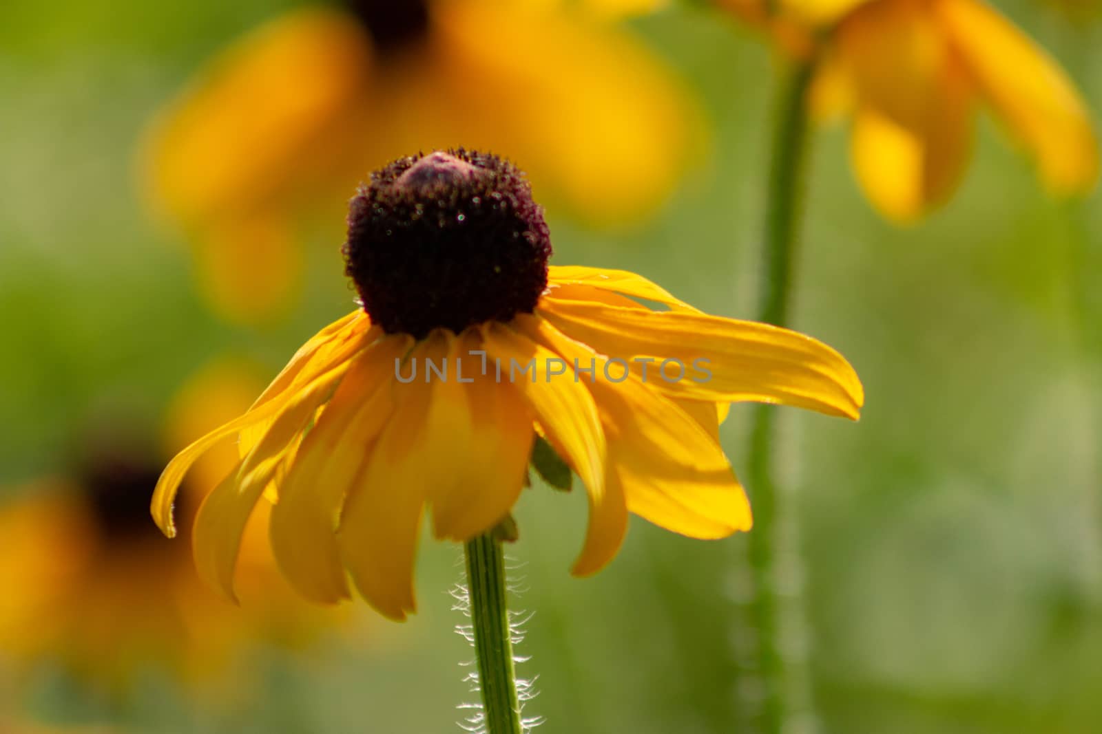 Morning dew on a black-eyed susan wildflower at The Morton Arboretum in Lisle, Illinois. by mynewturtle1