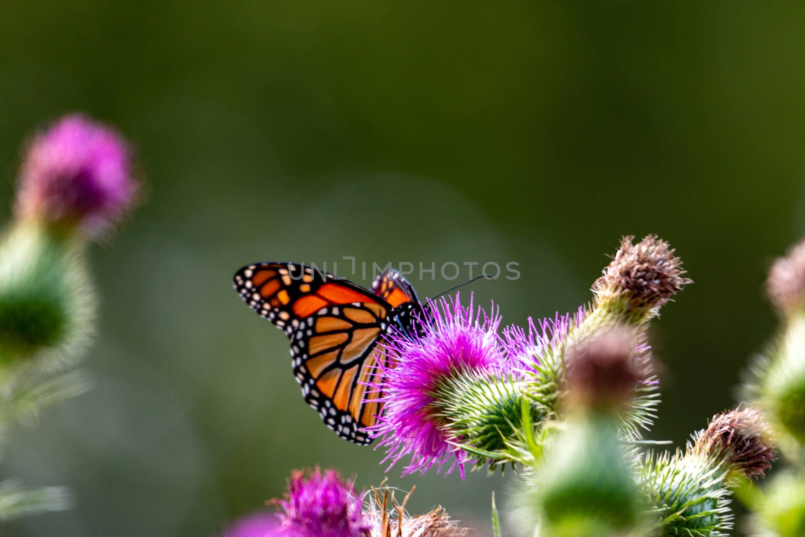 Monarch on Thistle. A large monarch butterfly on purple thistle