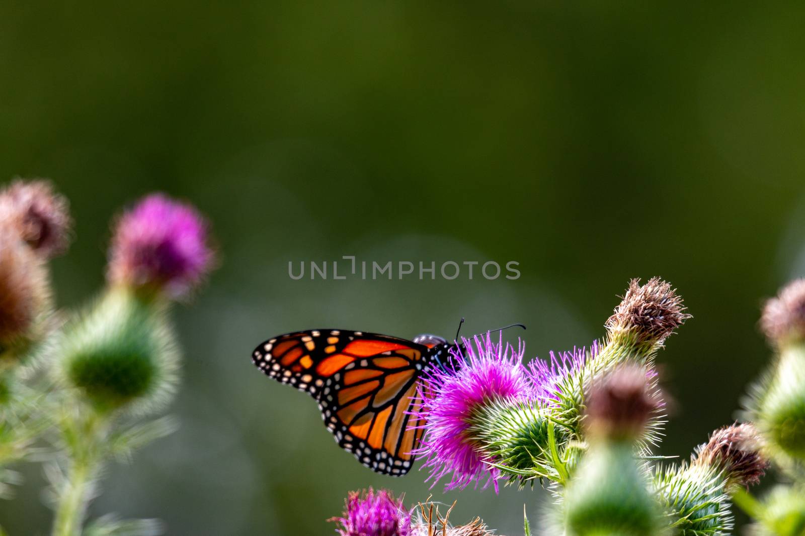 Monarch on Thistle. A large monarch butterfly on purple thistle. Monarch butterflies are endangered species. by mynewturtle1