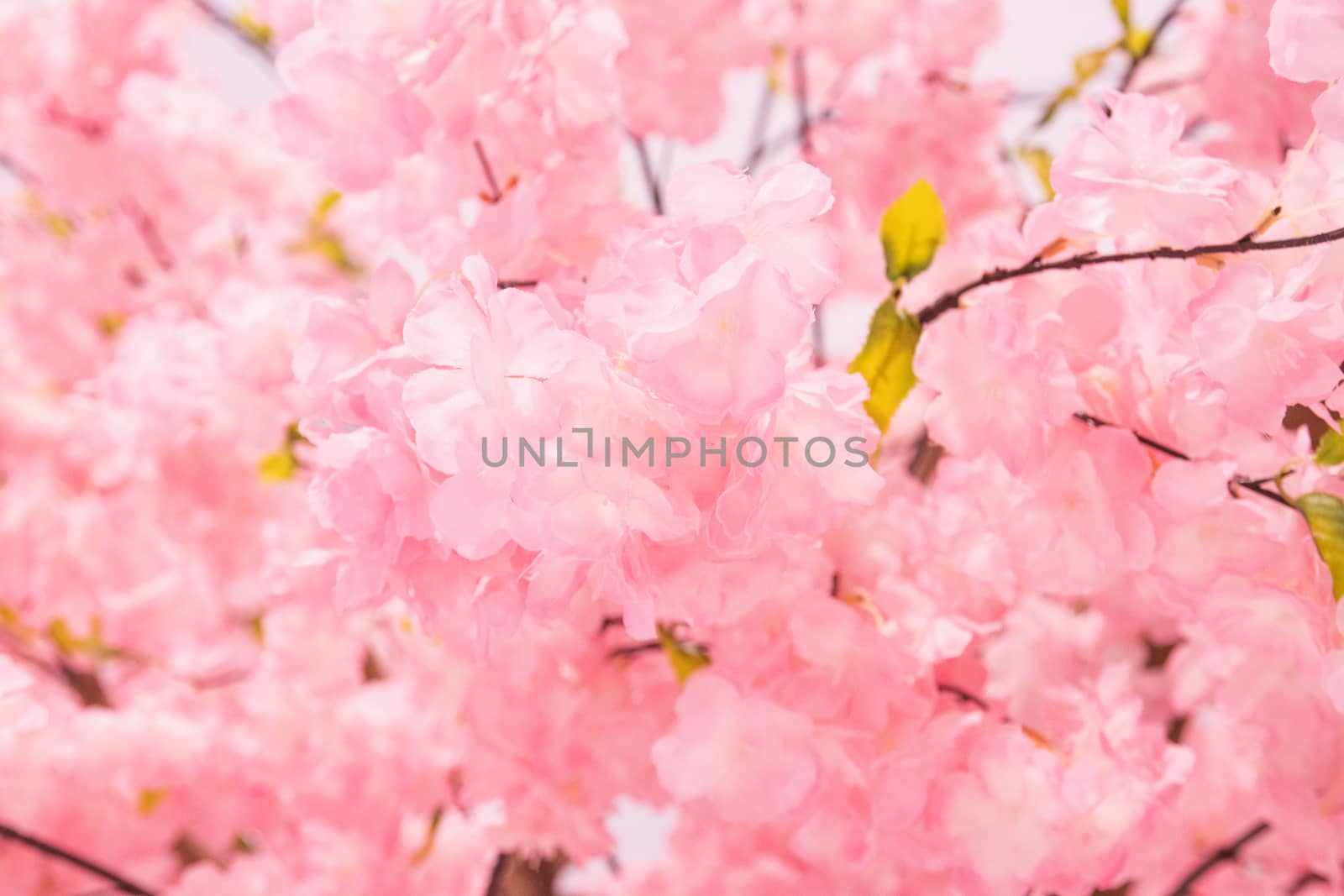 Plastic simulation Flowers blossom beautiful wild himalayan cherry blossoms, Sakura in Thailand.