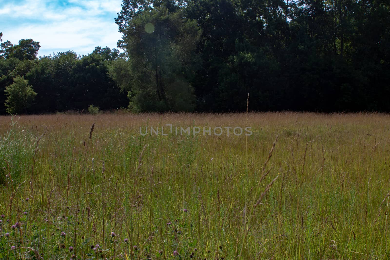 An ontario landscape photo with various species of grass and wild flowers