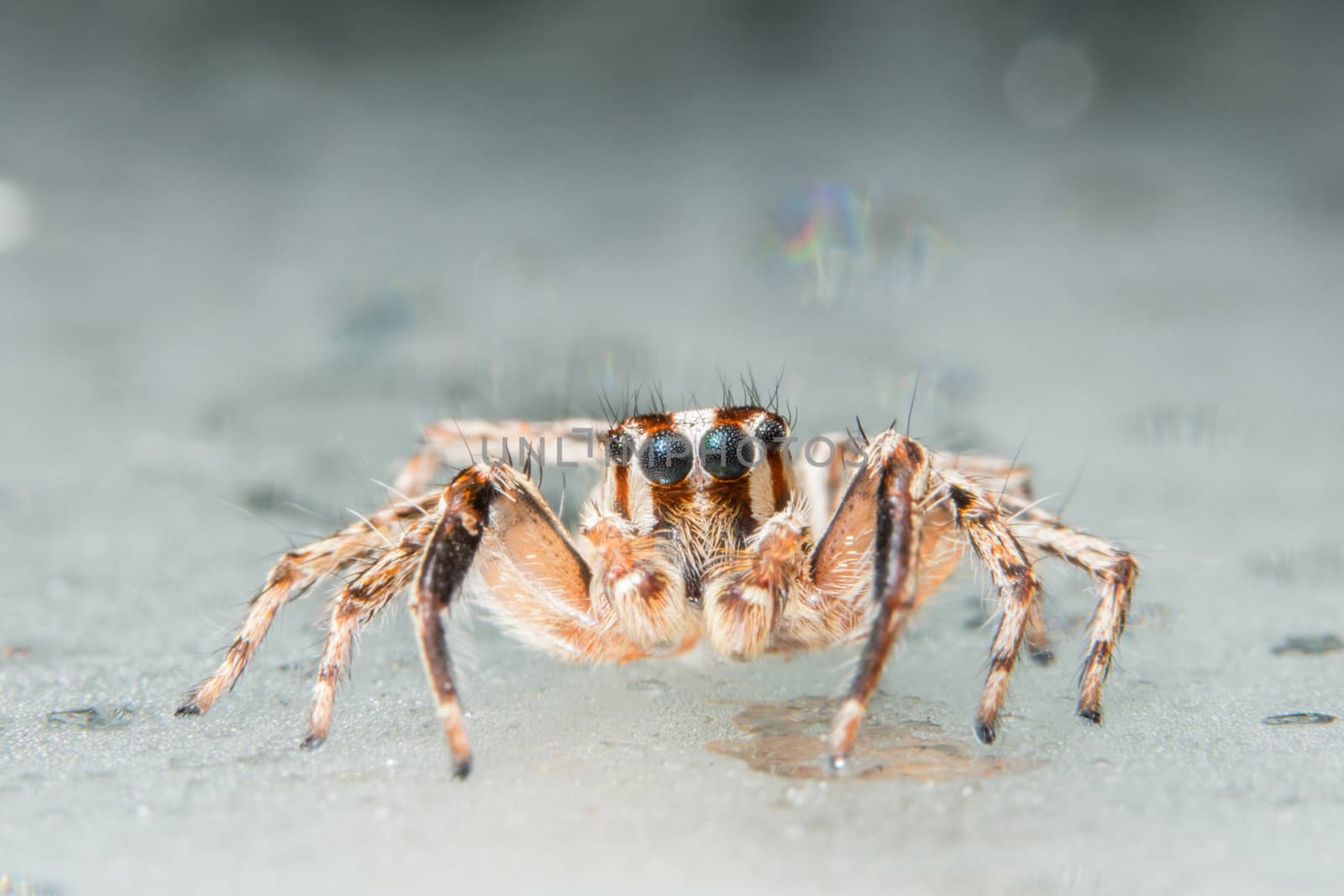 Take a close-up spider