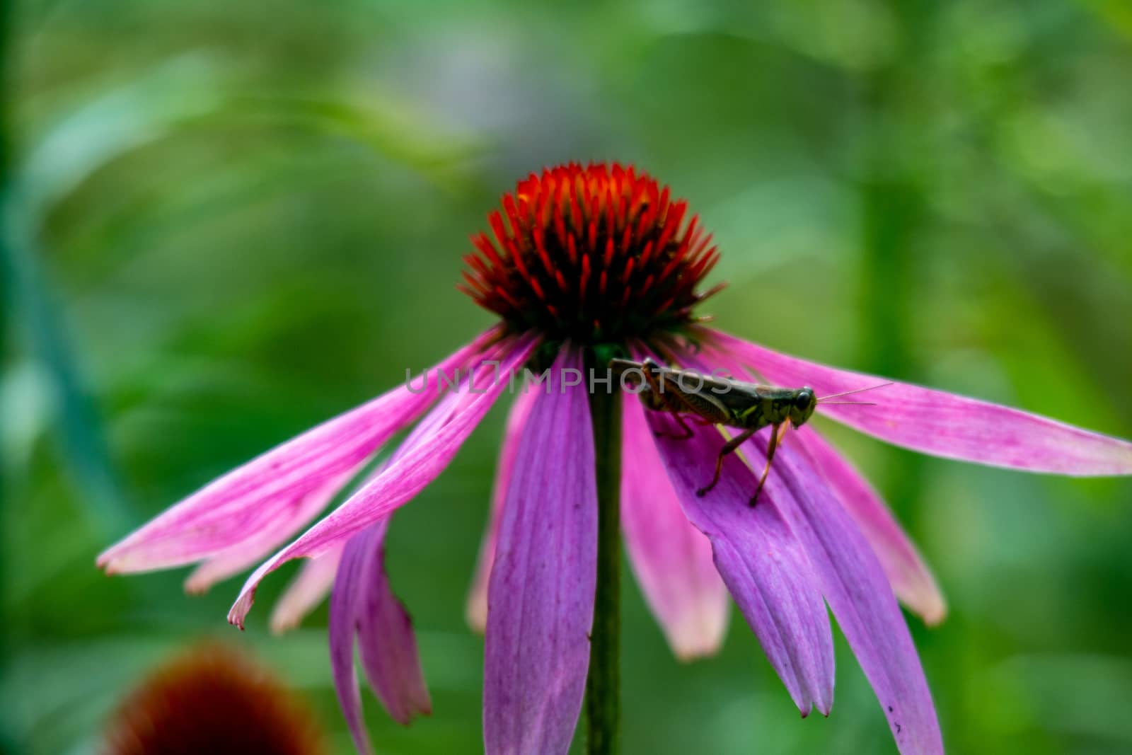 Grasshopper on coneflower. Cute red-legged grasshopper resting on top of a cone flower, beautiful shades of pink, purple, orange and green, great nature or