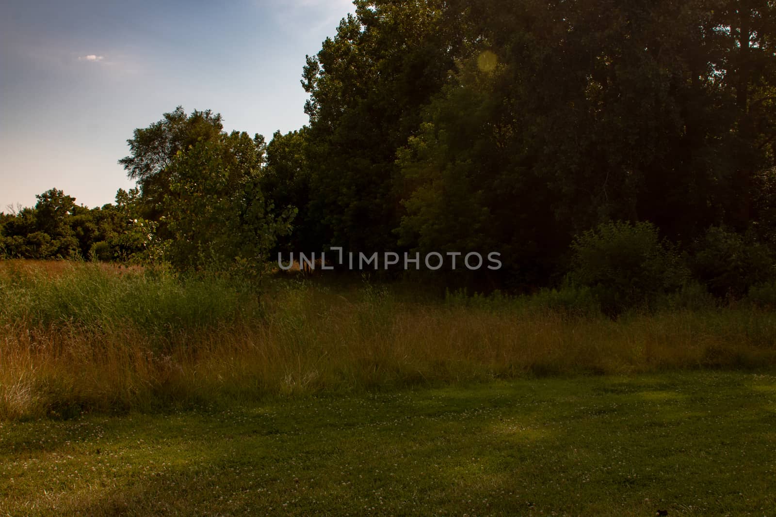 Long grass landscape type photo. Room for copy space. Photo shows beauty of Ontario nature by mynewturtle1