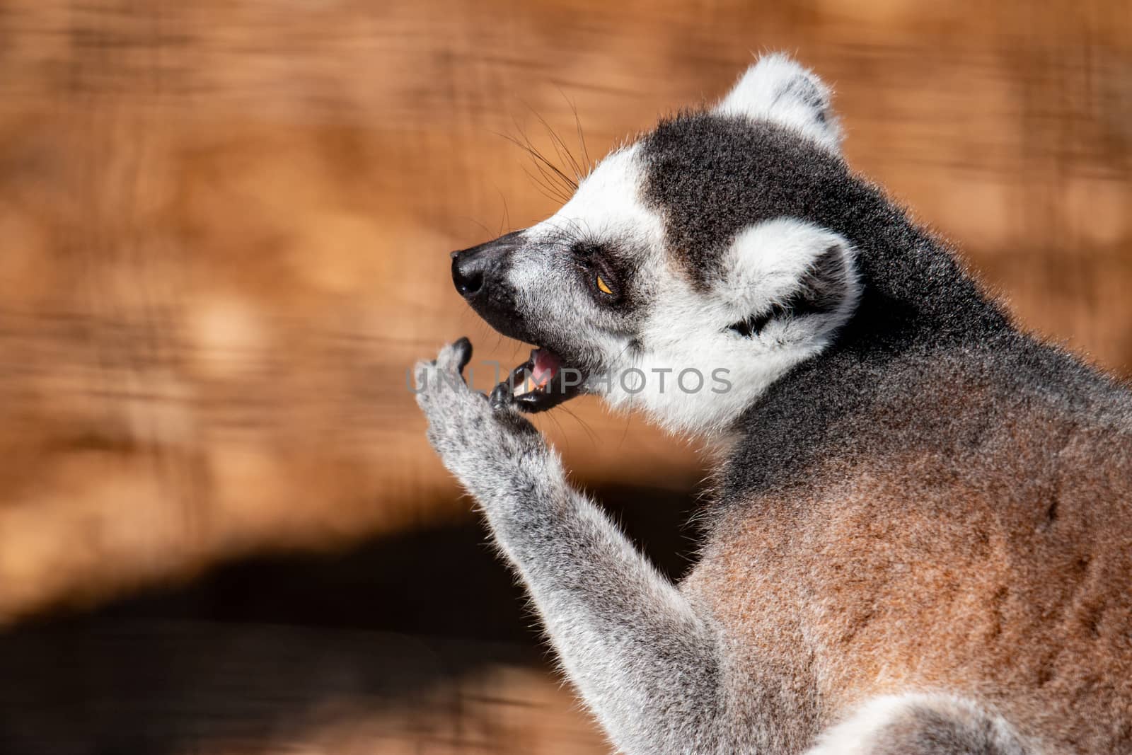 Portrait of a ring tail lemur. In wildlife