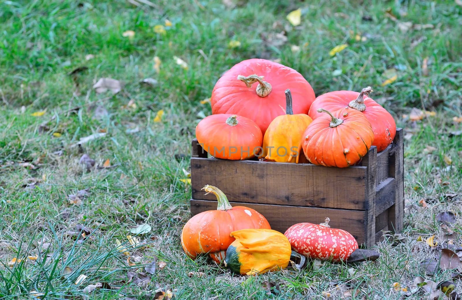 Picking pumpkins in the orchard of the farm.