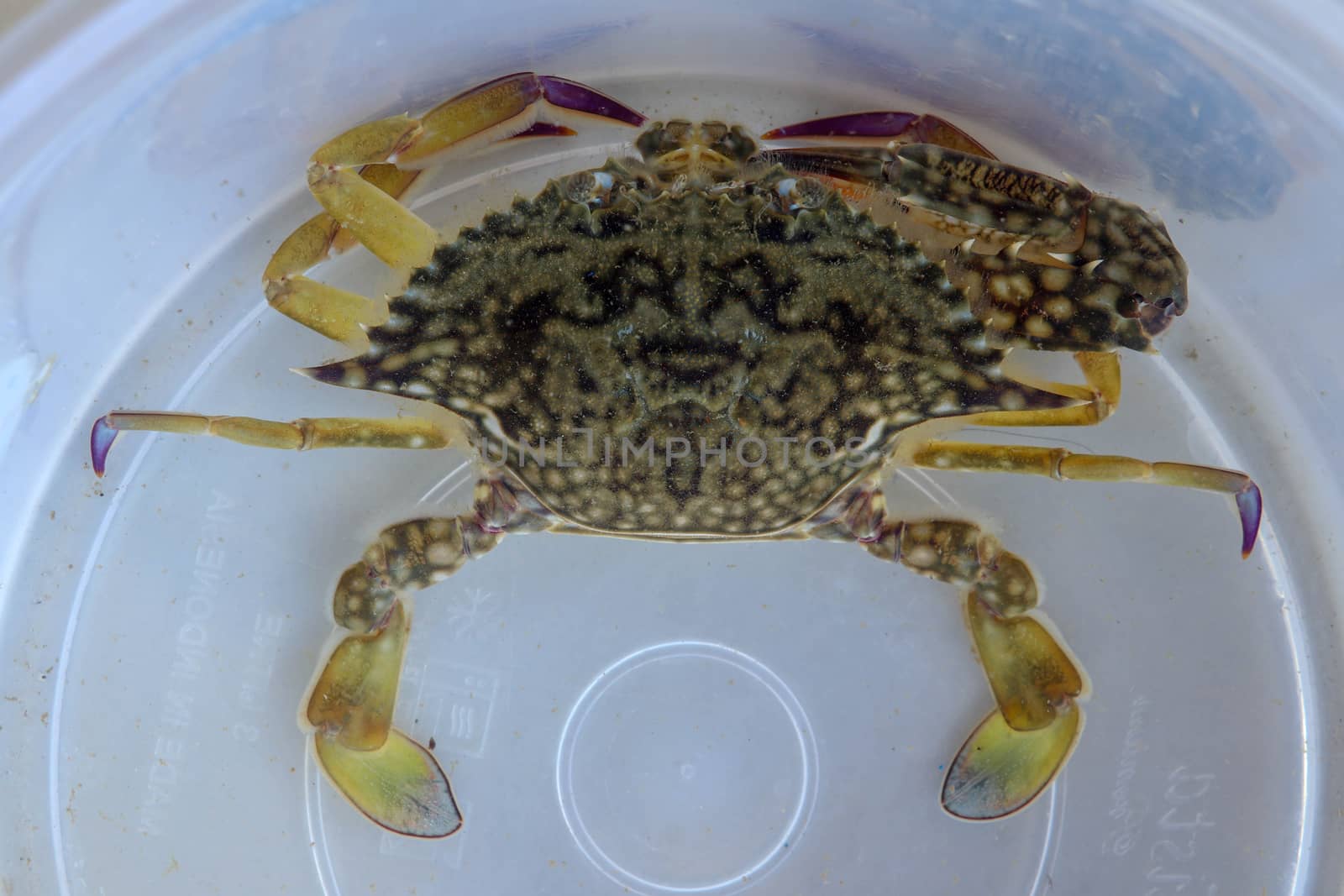 Top view of Blue manna crab, Sand crab. Flower crab. Portunus pelagicus isolated on a white background. Close-up photo of fresh raw Blue swimming sea crab, famously fresh seafood in the market.